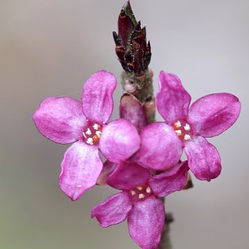 Daphne mezereum var. rubra - Dafne mezereo