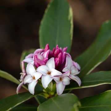 Daphne odora Aureomarginata - Dafne odorosa