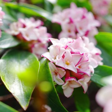 Daphne odora - Dafne odorosa
