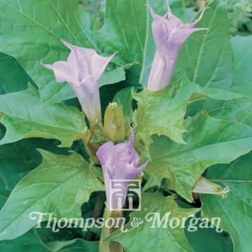 Datura meteloides La Fleur Lilac - Tromba del diavolo