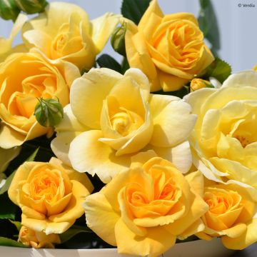 Rosa tappezzante Soleya