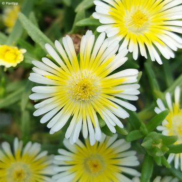 Delosperma cooperi Wheels of Wonder Limoncello