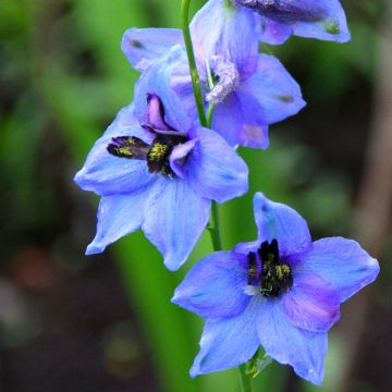 Delphinium Pacific-hybrid Blauwal - Speronella