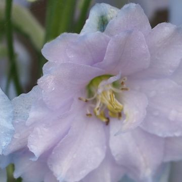 Delphinium Pacific-hybrid Blue Lace - Speronella