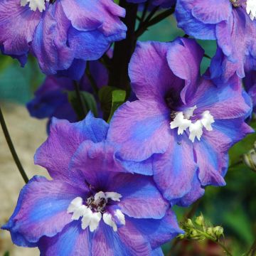Delphinium Pacific-hybrid Blue Triumphator - Speronella