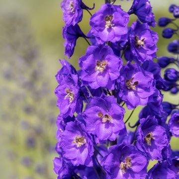Delphinium Pacific-hybrid Bruce - Speronella