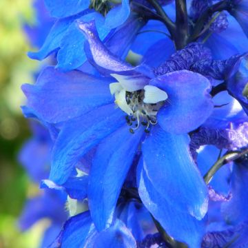 Delphinium Pacific-hybrid Cristella - Speronella