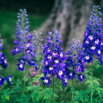 Delphinium Pacific-hybrid Magic Fountain Dark Blue-White Be - Speronella