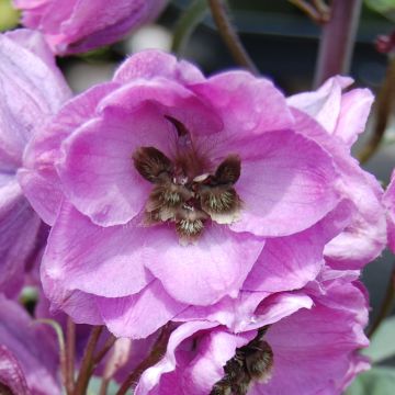 Delphinium Pacific-hybrid Dusky Maiden - Speronella