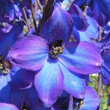 Delphinium Pacific-hybrid Delphinium F.W. Smith - Speronella