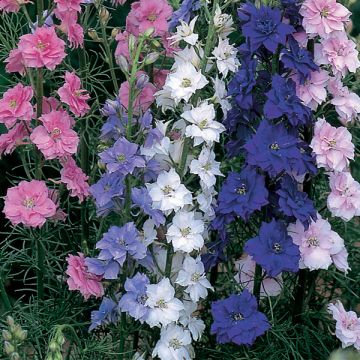 Delphinium Little Rocket Mix - Speronella
