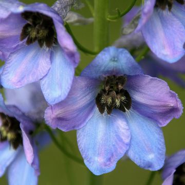 Delphinium Pacific-hybrid Mrs Newton Lees - Speronella