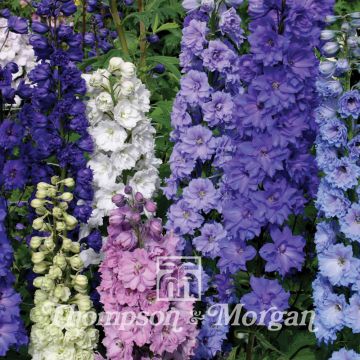 Delphinium hybridum New Zealand Doubles Mixed - Speronella