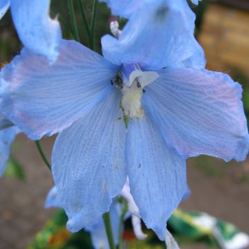 Delphinium belladona Ballkleid - Speronella