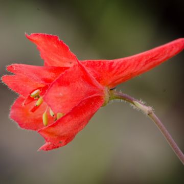 Delphinium cardinale - Speronella
