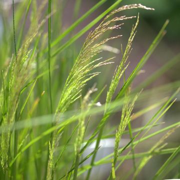 Deschampsia caespitosa Northern Lights