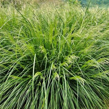 Deschampsia caespitosa Palava