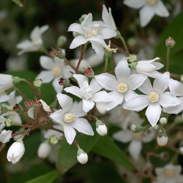 Deutzia setchuenensis var. corymbiflora
