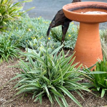 Dianella tasmanica Silver Fox - Herbe aux turquoises