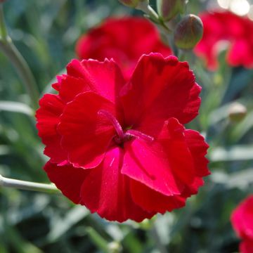 Dianthus alwoodii Fusilier - Garofano