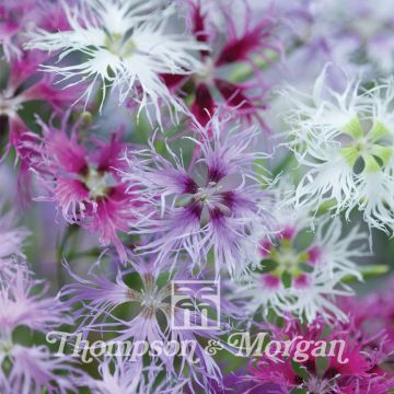 Dianthus hybrid Rainbow Loveliness Improved Mixed - Garofano