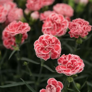 Dianthus plumarius Scent First Coral Reef - Garofano strisciante