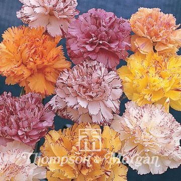 Dianthus caryophyllus Stripes & Picotees - Garofano comune