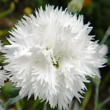 Dianthus plumarius Flore Pleno Albus - Garofano strisciante