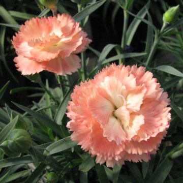 Dianthus plumarius Helen - Garofano strisciante