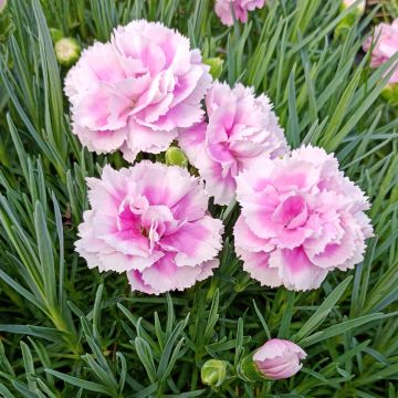 Dianthus plumarius Scent First Iced Gem - Garofano strisciante