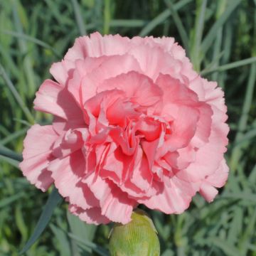 Dianthus plumarius Letitia Wyatt - Garofano strisciante