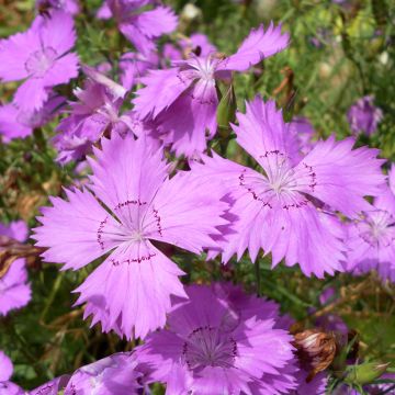 Dianthus amurensis Siberian Blues - Garofano
