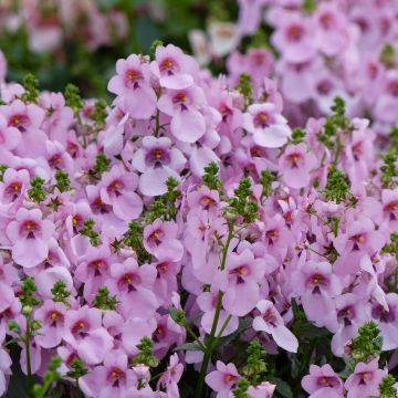 Diascia Breeze Plus Pastel