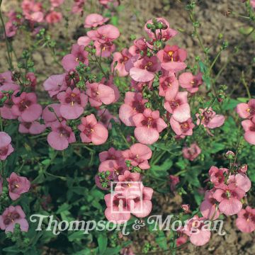 Diascia Rose Queen