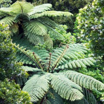 Dicksonia squarrosa - Felce arborea
