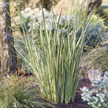 Dietes bicolor Milky Way