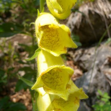 Digitalis ciliata - Digitale