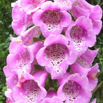 Digitalis purpurea subsp. nevadensis - Digitale