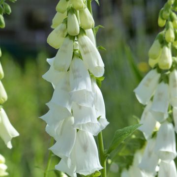 Digitalis purpurea f. albiflora Alba - Digitale bianca
