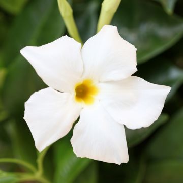 Dipladenia BELLA White