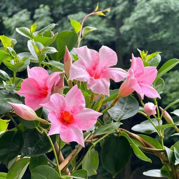 Dipladenia Diamantina Tourmaline Pink