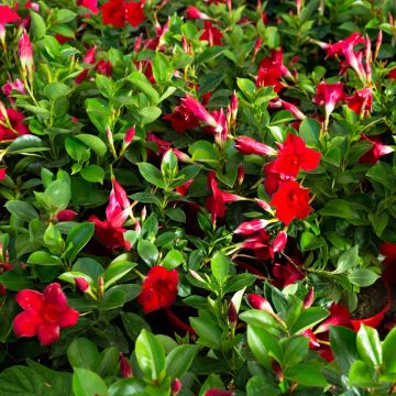 Dipladenia Diamantina Agate mini Strawberry red