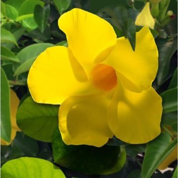 Dipladenia Diamantina Opale Citrine 2.0