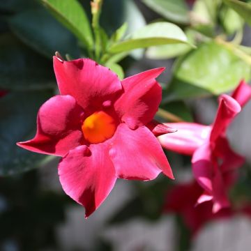 Dipladenia Diamantina Tourmaline Fuchsia intense