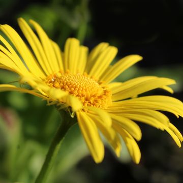 Doronicum orientale Magnificum - Doronico orientale