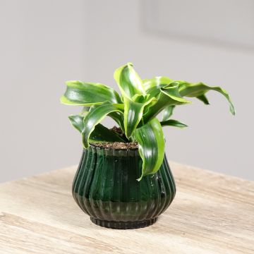 Dracaena Dragontree Tornado - Tronchetto della Felicità