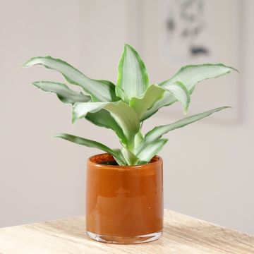 Dracaena Hawaii - Tronchetto della Felicità