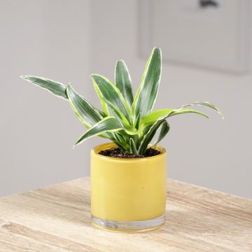 Dracaena Lemon Surprise - Tronchetto della Felicità