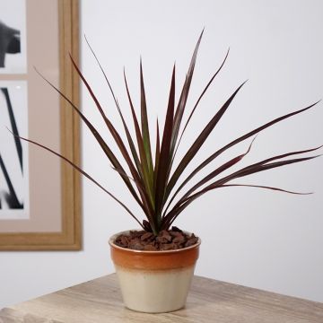 Dracaena Magenta - Tronchetto della Felicità