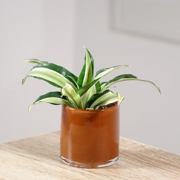Dracaena Malaika - Tronchetto della Felicità